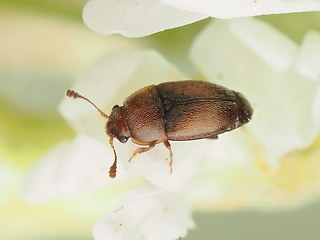 Pria dulcamarae
