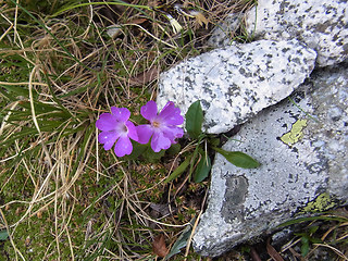 Primula daonensis