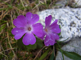 Primula daonensis