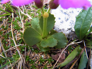 Primula daonensis