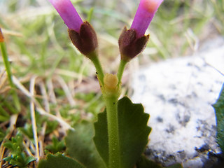 Primula daonensis