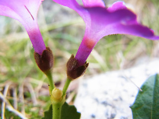 Primula daonensis