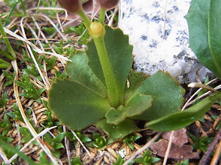 Primula daonensis