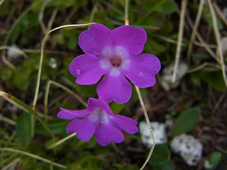 Primula daonensis