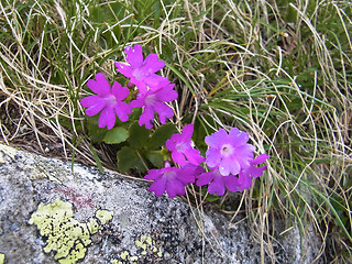 Primula daonensis