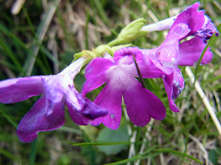 Primula daonensis