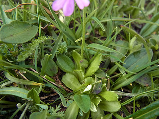 Primula farinosa