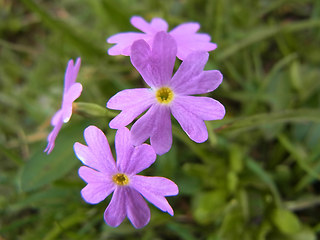 Primula farinosa