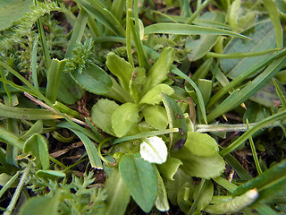 Primula farinosa
