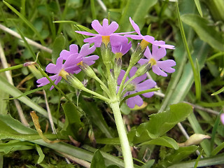 Primula farinosa