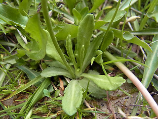 Primula farinosa