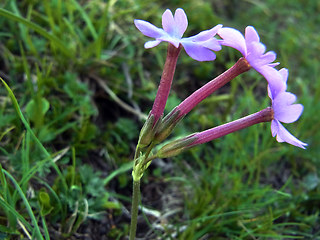 Primula haller