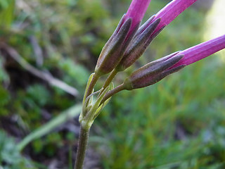 Primula haller