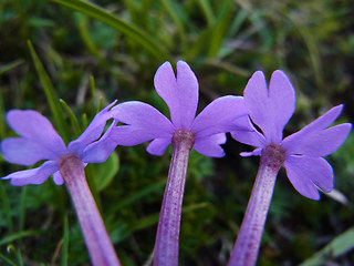 Primula haller