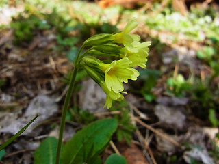 Primula veris