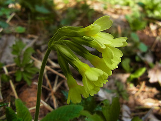 Primula veris