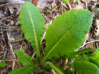 Primula veris