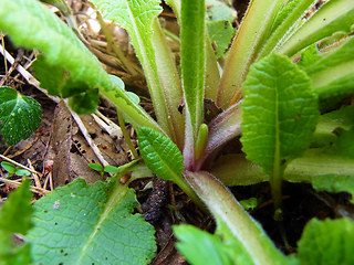 Primula veris