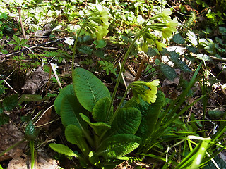 Primula veris