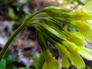 Primula veris