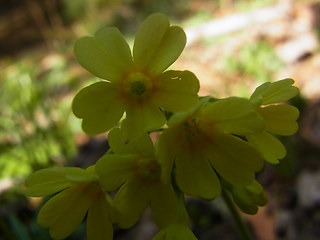 Primula veris