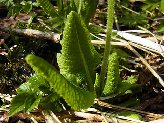 Primula veris