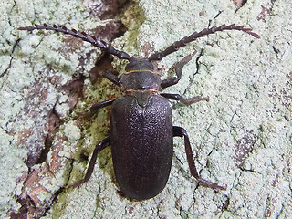 Prionus coriarius