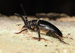 Prionus coriarius