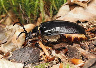Prionus coriarius