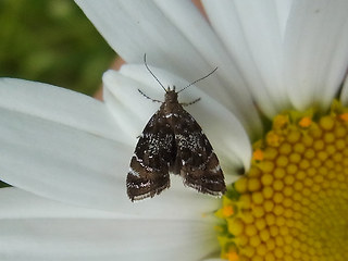 Prochoreutis myllerana