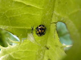 Propylea quatuordecimpunctata