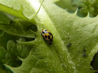 Propylea quatuordecimpunctata