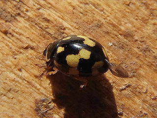 Propylea quatuordecimpunctata