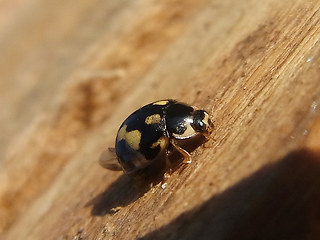 Propylea quatuordecimpunctata