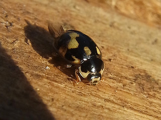 Propylea quatuordecimpunctata