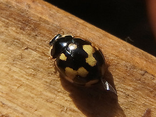 Propylea quatuordecimpunctata