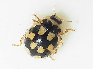 Propylea quatuordecimpunctata