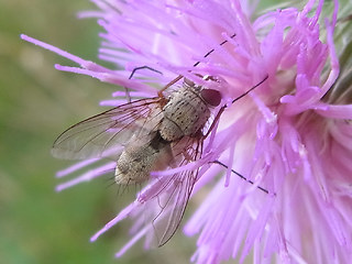 Prosena siberita