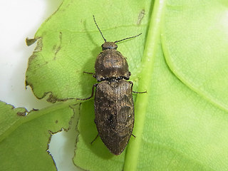 Prosternon tessellatum
