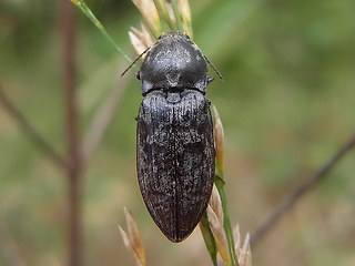 Prosternon tessellatum