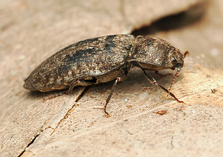 Prosternon tessellatum