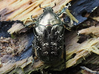 Protaetia lugubris