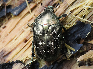 Protaetia lugubris