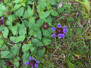 Prunella grandiflora