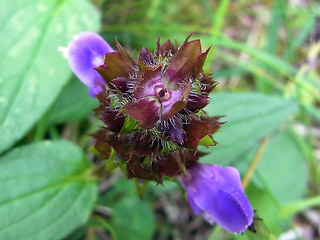 Prunella grandiflora