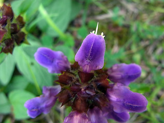 Prunella grandiflora