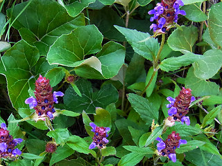 Prunella grandiflora