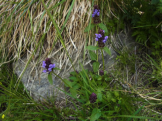 Prunella vulgaris