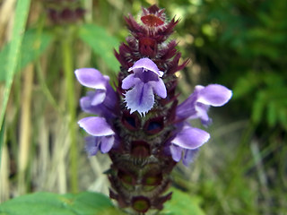 Prunella vulgaris