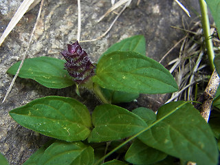 Prunella vulgaris